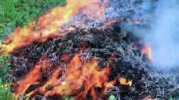 草原の火の炎の密な煙と熱い舌森林火災 — ストック動画