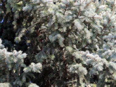 vahşi bir ormandaki yeşil Ladin genç dalları 