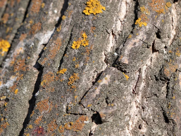 Liquen Musgo Corteza Del Viejo Árbol — Foto de Stock