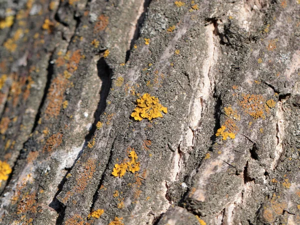 Lichene Muschio Sulla Corteccia Del Vecchio Albero — Foto Stock