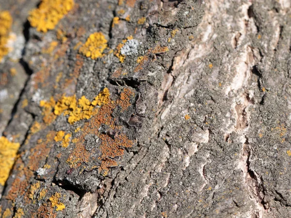 Lichene Muschio Sulla Corteccia Del Vecchio Albero — Foto Stock