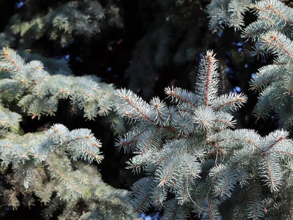 Jeunes Branches Épinette Verte Dans Une Forêt Sauvage — Photo