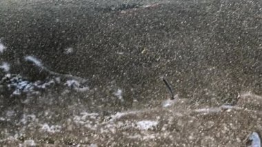 nehir bitkiler bir göl kıyısında buzla kaplı 