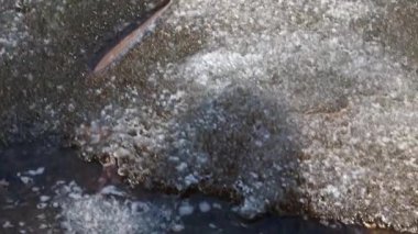 nehir bitkiler bir göl kıyısında buzla kaplı 