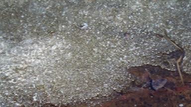 nehir bitkiler bir göl kıyısında buzla kaplı 