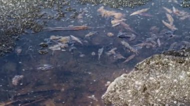 nehir bitkiler bir göl kıyısında buzla kaplı 