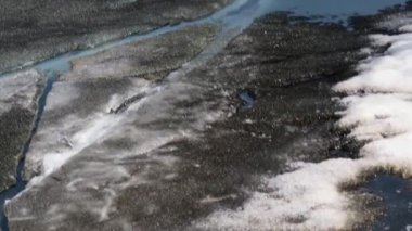 nehir bitkiler bir göl kıyısında buzla kaplı 