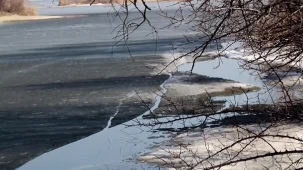 池塘岸边的河流植物被冰覆盖 — 图库视频影像