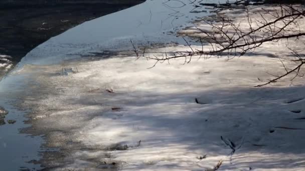 Plantas Fluviais Margem Uma Lagoa Coberta Gelo — Vídeo de Stock