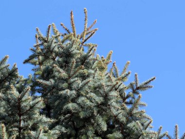 güzel genç çam dalları açık gökyüzü arka planı 