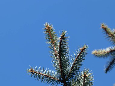 güzel genç çam dalları açık gökyüzü arka planı 