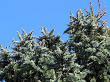 güzel genç çam dalları açık gökyüzü arka planı 