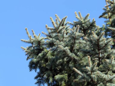 güzel genç çam dalları açık gökyüzü arka planı 