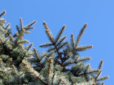 güzel genç çam dalları açık gökyüzü arka planı 