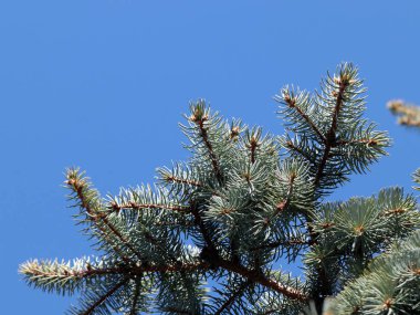 güzel genç çam dalları açık gökyüzü arka planı 