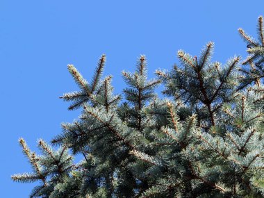 güzel genç çam dalları açık gökyüzü arka planı 