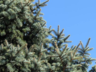güzel genç çam dalları açık gökyüzü arka planı 