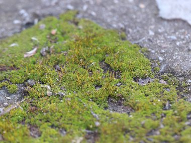 genç taze moss ve liken granit platform yüzeyi 