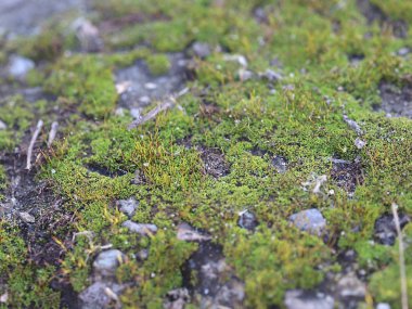 genç taze moss ve liken granit platform yüzeyi 