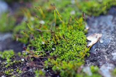 genç taze moss ve liken granit platform yüzeyi 