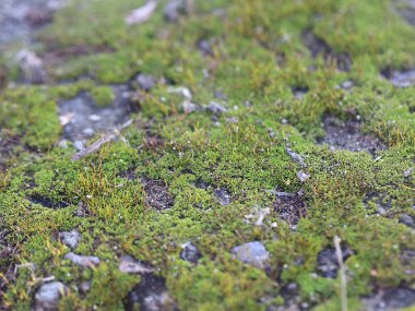 genç taze moss ve liken granit platform yüzeyi 