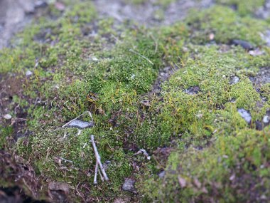 genç taze moss ve liken granit platform yüzeyi 