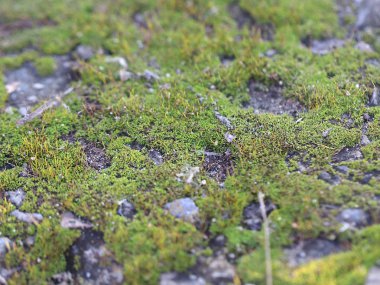 genç taze moss ve liken granit platform yüzeyi 