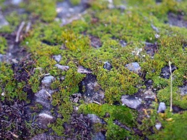 genç taze moss ve liken granit platform yüzeyi 