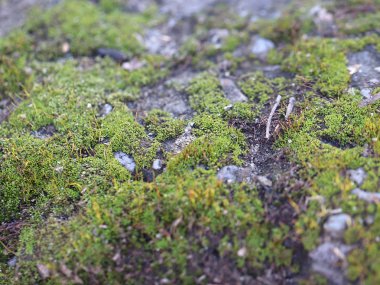 genç taze moss ve liken granit platform yüzeyi 