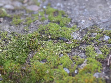 genç taze moss ve liken granit platform yüzeyi 