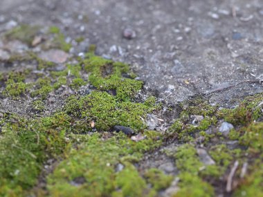 genç taze moss ve liken granit platform yüzeyi 