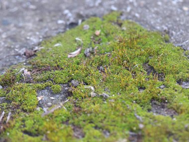 genç taze moss ve liken granit platform yüzeyi 