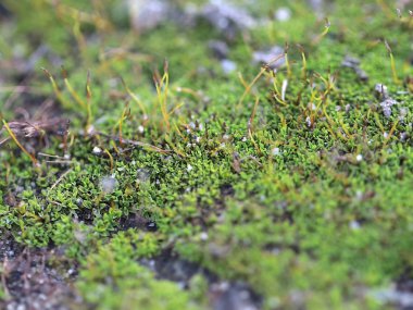 genç taze moss ve liken granit platform yüzeyi 