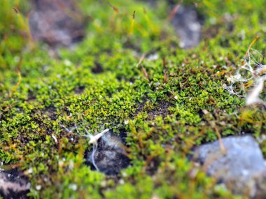 genç taze moss ve liken granit platform yüzeyi 