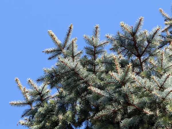 Beautiful Young Spruce Branches Clear Sky Background — Stock Photo, Image