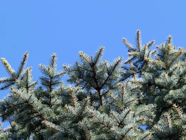 Beautiful Young Spruce Branches Clear Sky Background — Stock Photo, Image