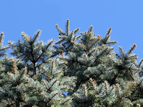 güzel genç çam dalları açık gökyüzü arka planı 
