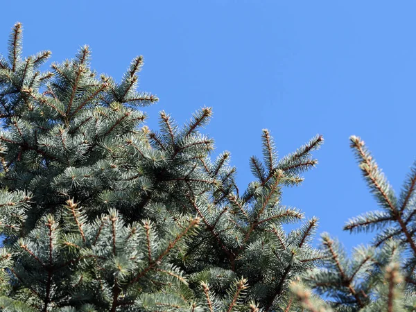 Beautiful Young Spruce Branches Clear Sky Background — Stock Photo, Image