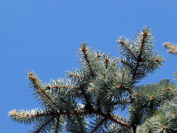 güzel genç çam dalları açık gökyüzü arka planı 