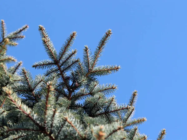 Beautiful Young Spruce Branches Clear Sky Background — Stock Photo, Image