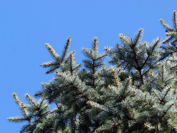 güzel genç çam dalları açık gökyüzü arka planı 
