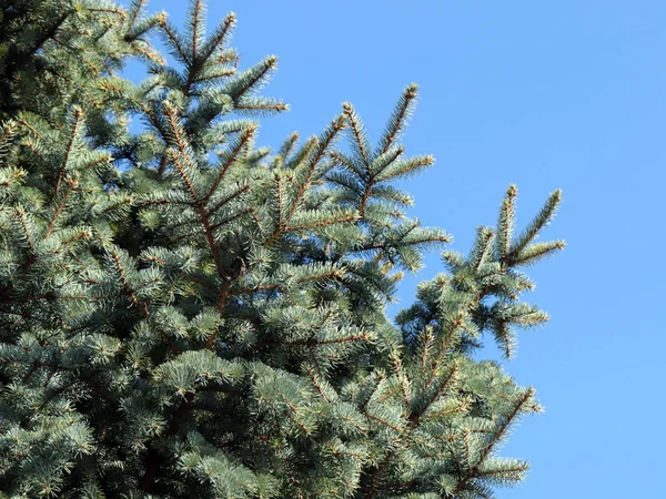 güzel genç çam dalları açık gökyüzü arka planı 