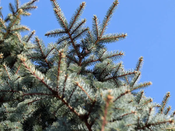 güzel genç çam dalları açık gökyüzü arka planı 
