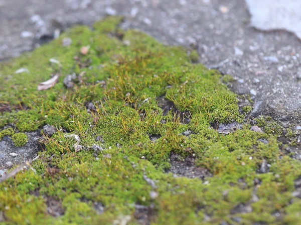 genç taze moss ve liken granit platform yüzeyi 