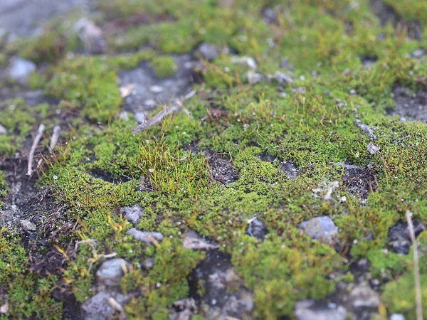 genç taze moss ve liken granit platform yüzeyi 