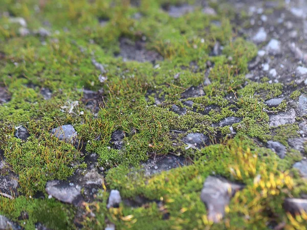 若い新鮮なコケや地衣類花崗岩プラットフォームの表面に — ストック写真