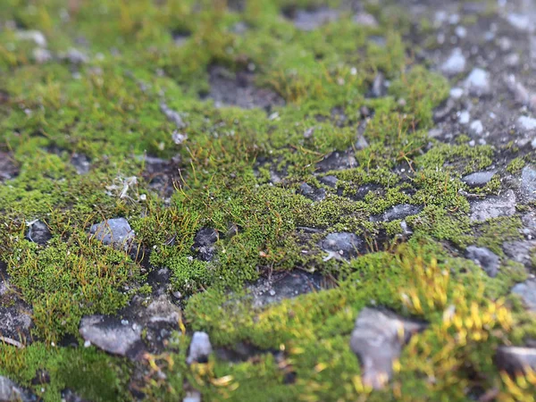 Musgo Fresco Joven Liquen Superficie Plataforma Granito —  Fotos de Stock