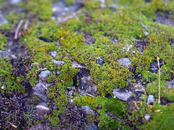 genç taze moss ve liken granit platform yüzeyi 