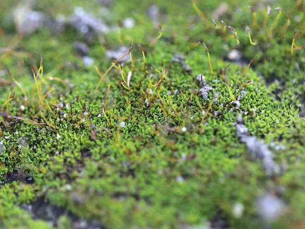 genç taze moss ve liken granit platform yüzeyi 