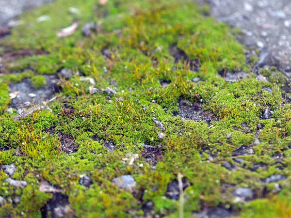 Young Fresh Moss Lichen Surface Granite Platform — Stock Photo, Image